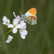 4 IMG 4885 kopie 2