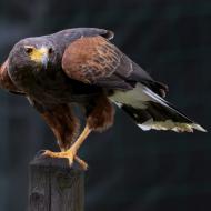 10 IMG 0097 kopie  woestijn buizerd kopie 2