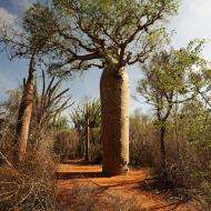 flessenboom aka baobab